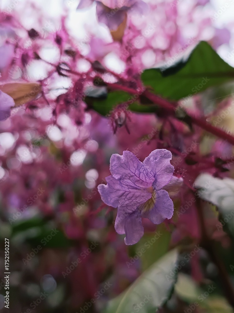 Obraz premium pink flowers