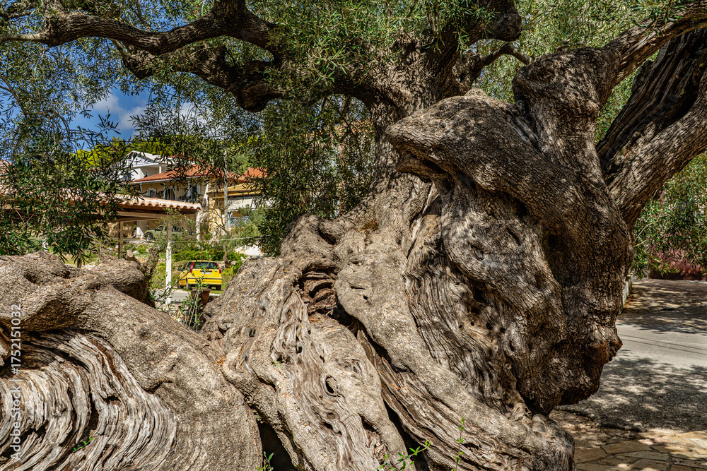 Fototapeta premium 2000 Jahr alter Olivenbaum in Eco Chora - Zakynthos
