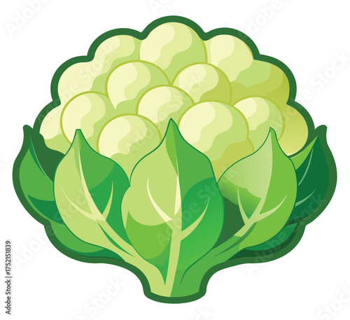Illustration of a fresh cauliflower with green leaves on a