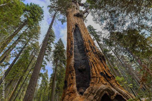 Sequoias ,reaching for the Sky