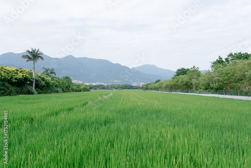 rice field in the mountains