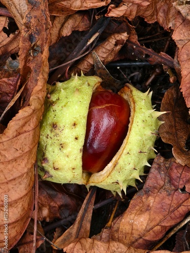 Chestnut in its spiny shell, a fruit of autumn nature