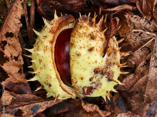 Chestnut in its spiny shell, a fruit of autumn nature