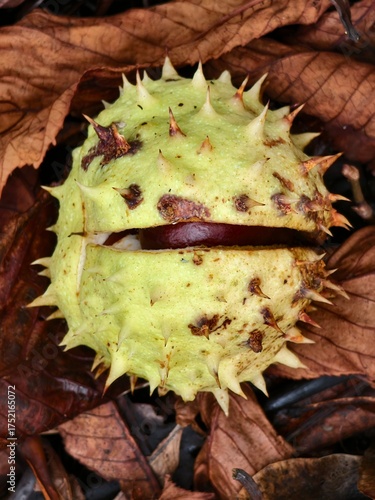 Chestnut in its spiny shell, a fruit of autumn nature