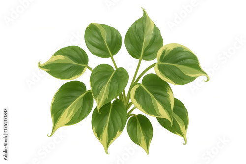 Philodendron hederaceum plant displaying variegated green and yellow heart-shaped foliage on a transparent background