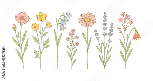 Vector Collection of hand-drawn wildflowers on white background