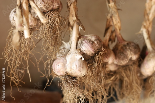 fresh garlic harvest drying on a rope