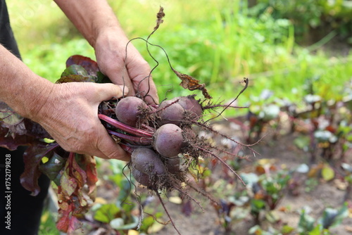 A man harvests beets from a garden bed