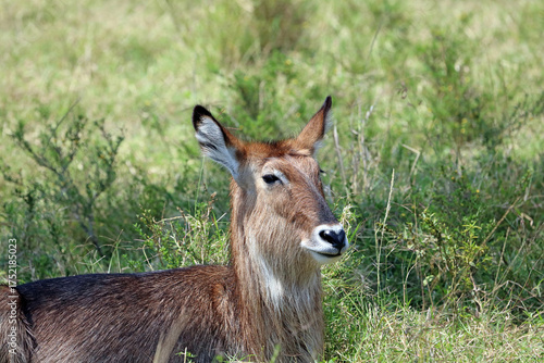 Photography Closeup of a female Waterbuck resting in the shade, Masai Mara Kenya Africa