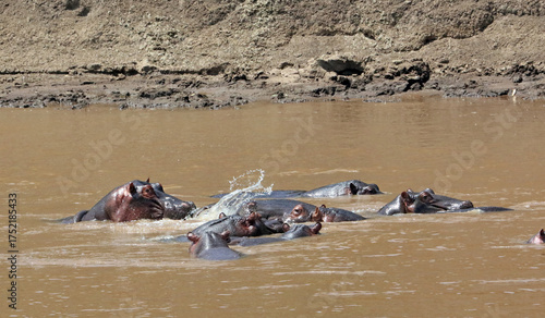 Canvas Print Group of Hippos in the Mara River, Masai Mara Kenya Africa
