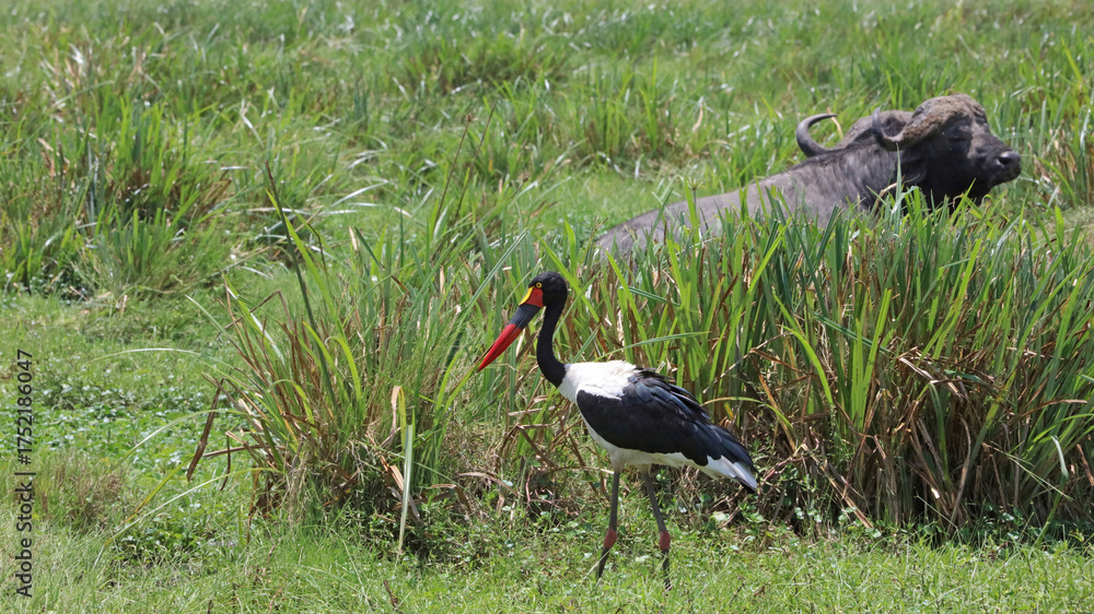 Naklejka premium Saddle-billed Stork with an African Buffalo in the background, Masai Mara Kenya Africa