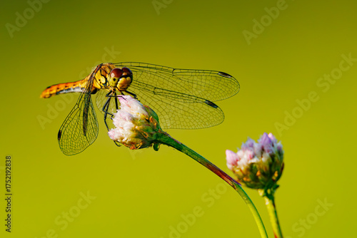 Libelle