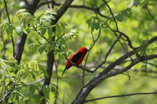 Scarlet Tanager in a Tree