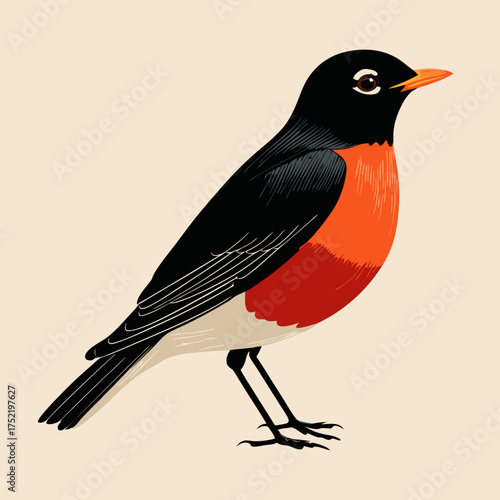 Illustration of a robin standing against a plain background