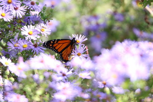 monarch butterfly feeding on purple flowers 