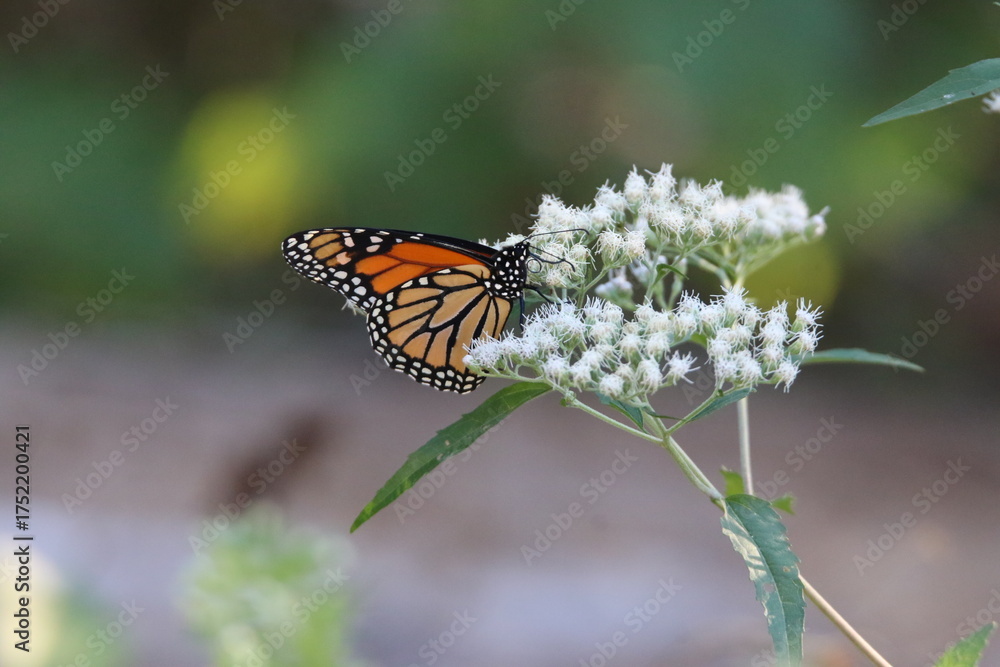 Fototapeta premium monarch butterfly feeding on a white flower 