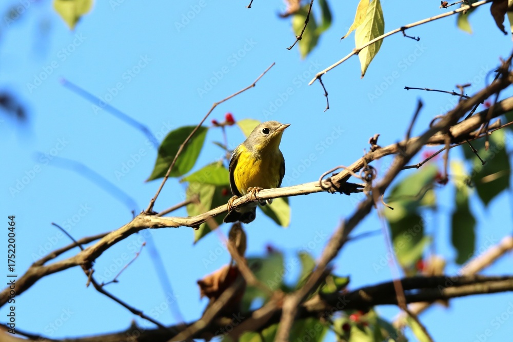 Fototapeta premium magnolia warbler bird looking at the camera