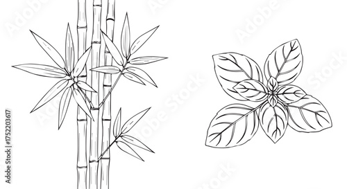 Bamboo plant and leaves isolated on transparent background