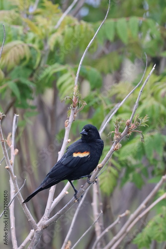 Red-winged blackbird roosting on a spring branch
