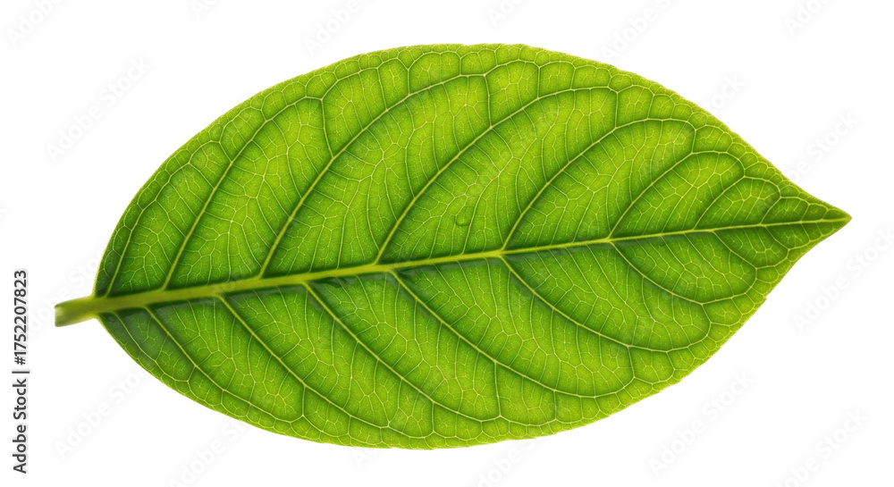 Fototapeta premium Vibrant green leaf with detailed vein texture, fresh organic foliage element on white background, botanical macro photography PNG