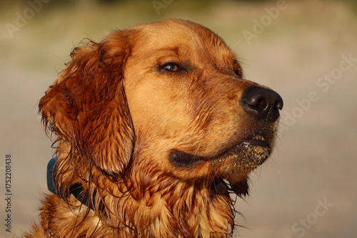 Smug wet puppy dog at the beach