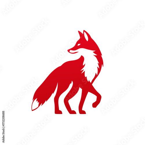 Red fox walking on white background