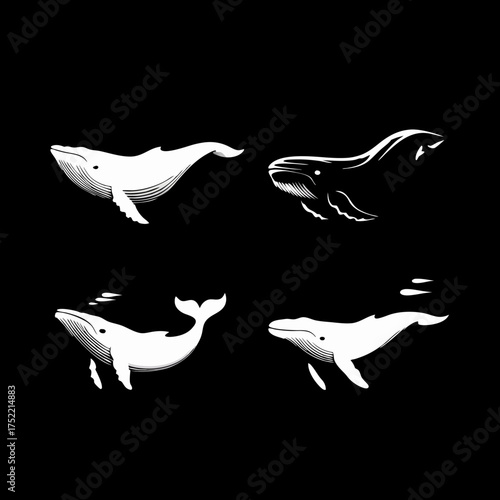 Four white whales swimming across black background