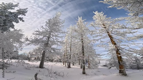snow-covered forest during sunny weather