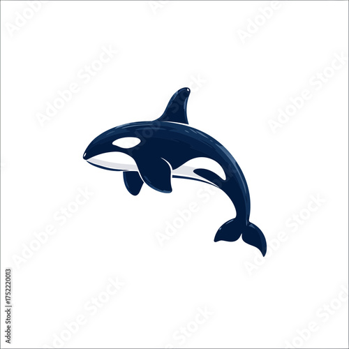 Striking vector illustration of a majestic black and white orca, a powerful killer whale, isolated on a clean white background.