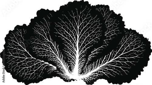 Cabbage leaf silhouette vector, botanical line art with detailed veins — stock vector.