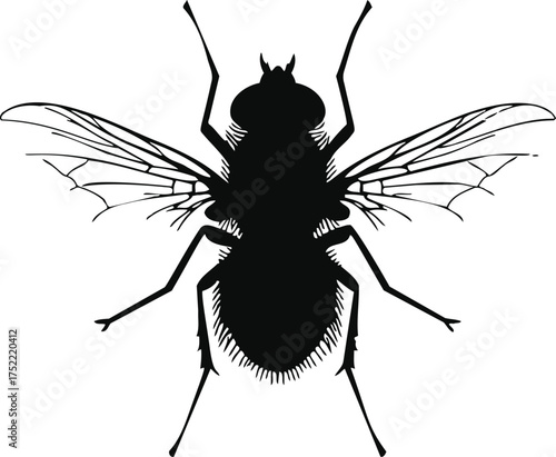 House fly silhouette vector, detailed insect wings and body, isolated on white — stock vector.