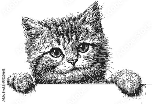 Cat sketch hand drawn kitten peeking over edge with detailed fur — stock vector