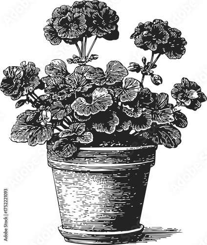 Potted geranium plant sketch, hand drawn style, detailed leaves and flowers — stock vector