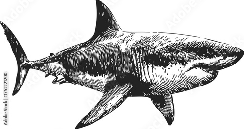 Shark sketch hand drawn detailed side view illustration — stock vector