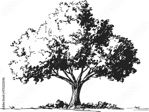 Tree sketch hand drawn black and white detailed foliage and trunk — stock vector