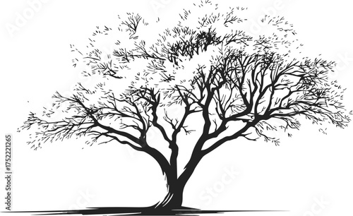 Tree silhouette sketch hand drawn style with spreading branches and sparse leaves — stock vector