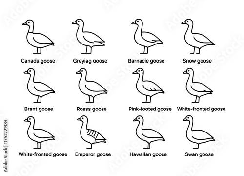 Line drawings of diverse goose species with labels
