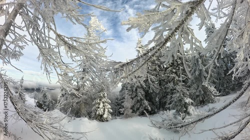 snow-covered forest during sunny weather