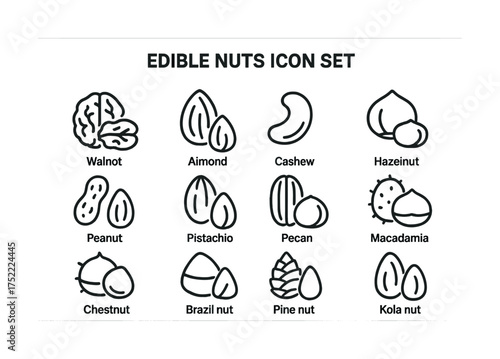 Icon set of edible nuts: walnut, almond, cashew, hazelnut, peanut, pistachio, pecan, macadamia, chestnut, brazil nut, pine nut, kola nut