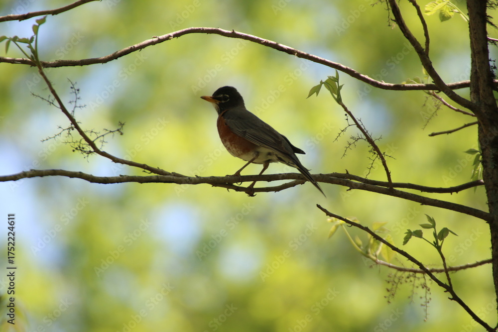 Fototapeta premium american robin bird perched in tree