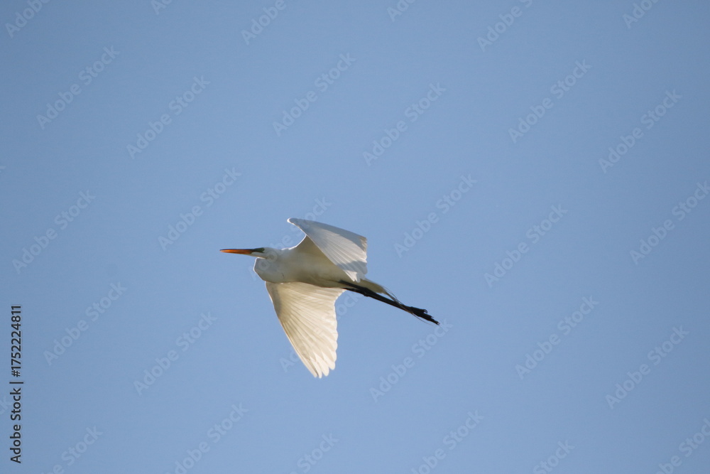 Fototapeta premium white great egret bird flying over head