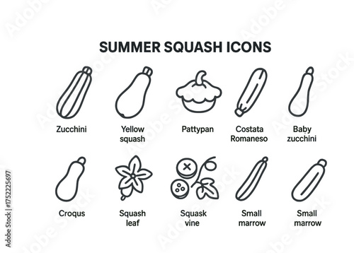 Summer squash icons: zucchini, yellow squash, pattypan, costata romanesco, baby zucchini