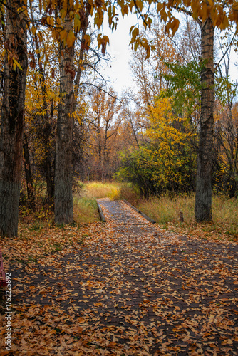 path in autumn forest