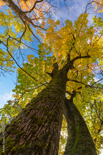 Low-Angle View of Two Maple Trees with Vibrant Yellow Autumn Leaves Against Blue Sky