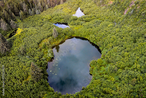 Fototapeta Naklejka Na Ścianę i Meble -  lake in the forest