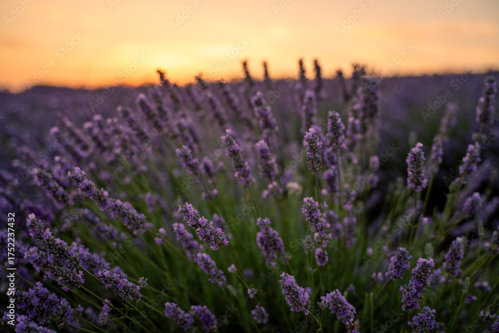 Fototapeta premium Lavender field sunset, vibrant purple flowers blooming in a serene landscape during golden hour, copy space in the sky