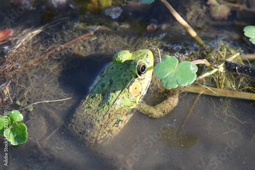 close up of green frog in a pond