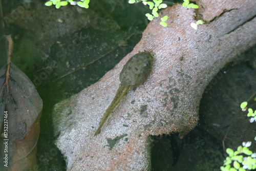 tadpole resting at bottom of pond