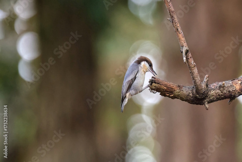 Nuthatch little grey-blue, brown and white bird perched eating insects. 