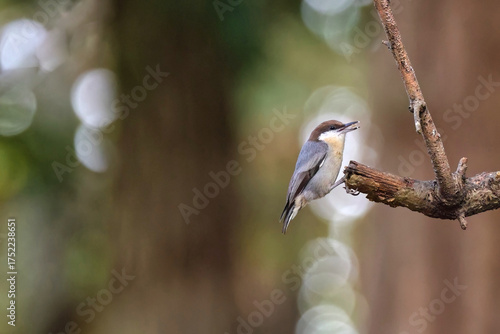 Nuthatch little grey-blue, brown and white bird perched eating insects. 